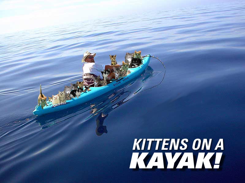 kittens_on_kayak.jpg