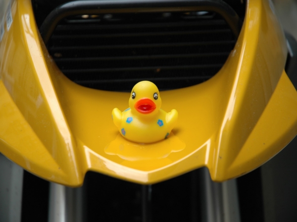 mot_canard3.JPG