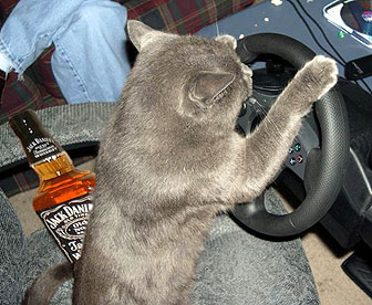 fun_pic_car_3.jpg