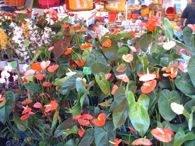 HPIM0207.JPG