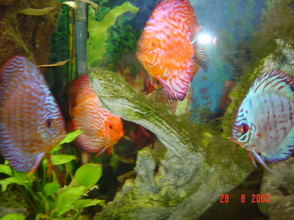 Mes Discus.jpg