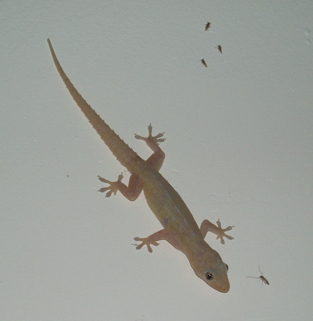 Gecko.jpg
