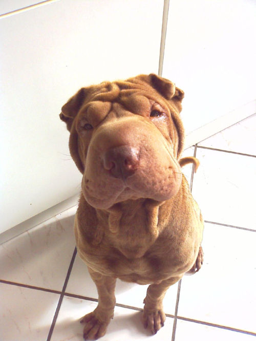 Thaison 5 ans, Shar-pei