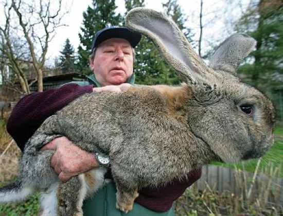 le lapin géant qui ne mange pas les cable du téléphone mais le téléphone, la freebox et même le PC et le meuble qui va avec