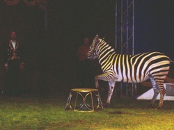 biertrand au cirque.jpg