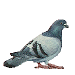oiseaux-pigeons-00003.gif
