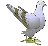 oiseaux-pigeons-00002.gif