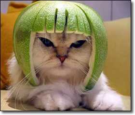 limecat.jpg