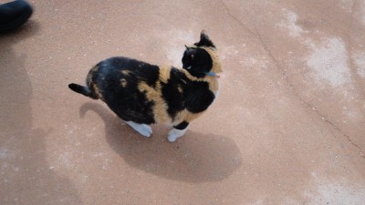 Le chat &quot;Duchesse&quot;, tous ceux qui avait un APN l'on pris en photos :)