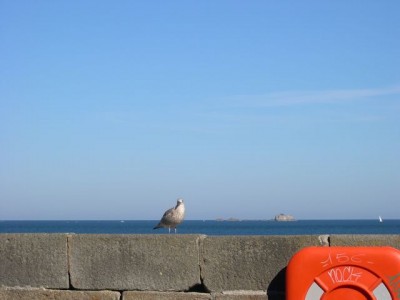 Une mouette sur les remparts à St Malo