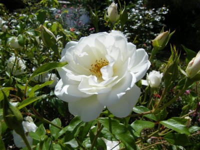 2008_07200042.JPG