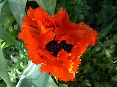 P1050034_PJ.JPG