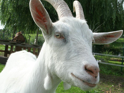 chevre.gif
