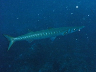 PICT0033.JPG