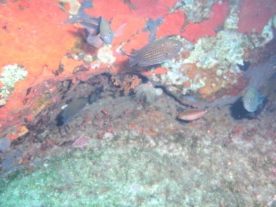 PICT0071.JPG