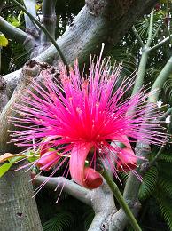 decidement le nom des fleurs, c'est vraiment impossible a retenir!