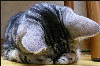 chat-honteux-img.jpg