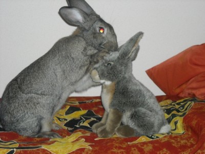 DOUDOU.jpg