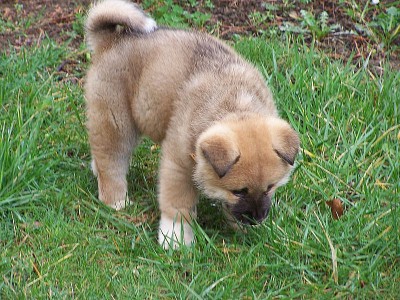 Akita à 2 mois et demi.