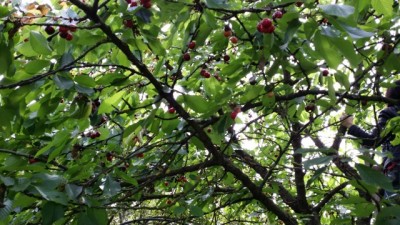 Quelques cerises dans l'arbre