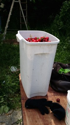 Le récipient fait 25 Litres et il était rempli avant que Françoise ne rentre à la maison avec quelques kilos de cerises...