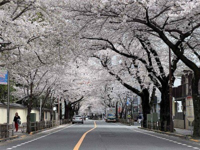 Sakura Tokyo