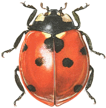 coccinelle2.gif