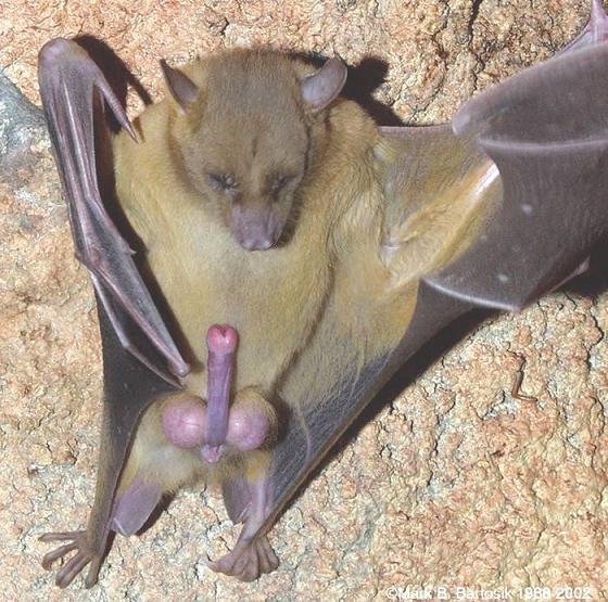 batman-au-reveilbis.JPG