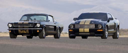shelby_3.jpg