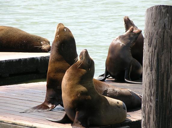 Les lions de mer