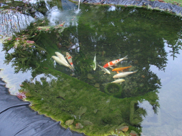 Koi2.JPG