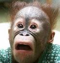 singe2.jpg