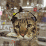 félin dance.gif