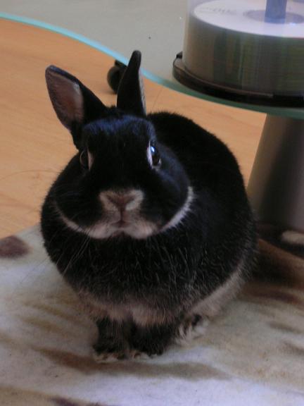 le légendair lapin de Nosferatu......qui n'a pas de nom mais qu'es ce qu'il est mignon, Tchii a multiplié les tentatives de kidnapping mais sans succès ^_^