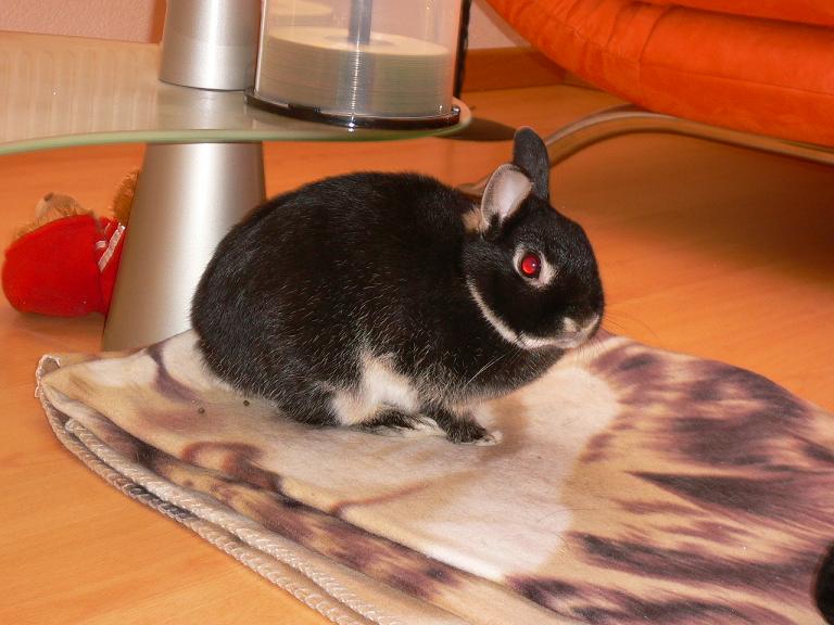 le lapin monte la garde :p