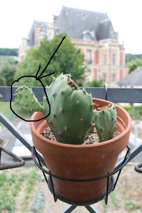 Cactus 1.JPG