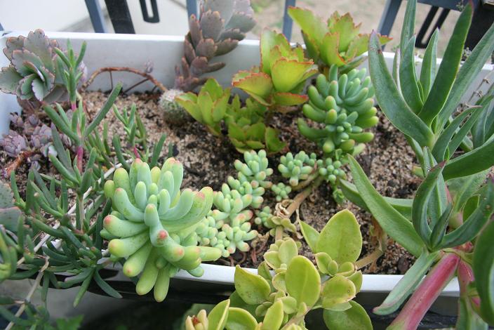 Cactus 2.JPG