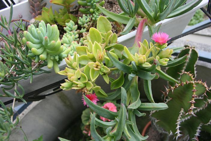 Cactus 3.JPG