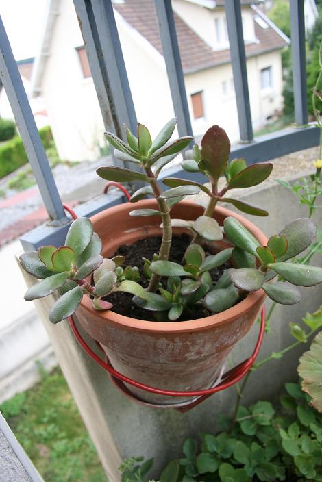 Cactus 4.JPG