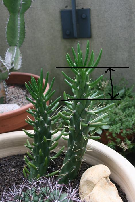 Cactus 5.JPG