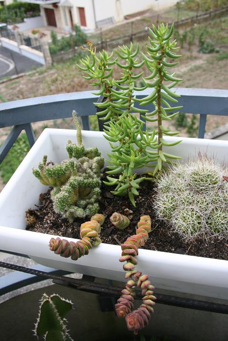 Cactus 6.JPG