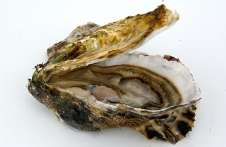 huitre.jpg
