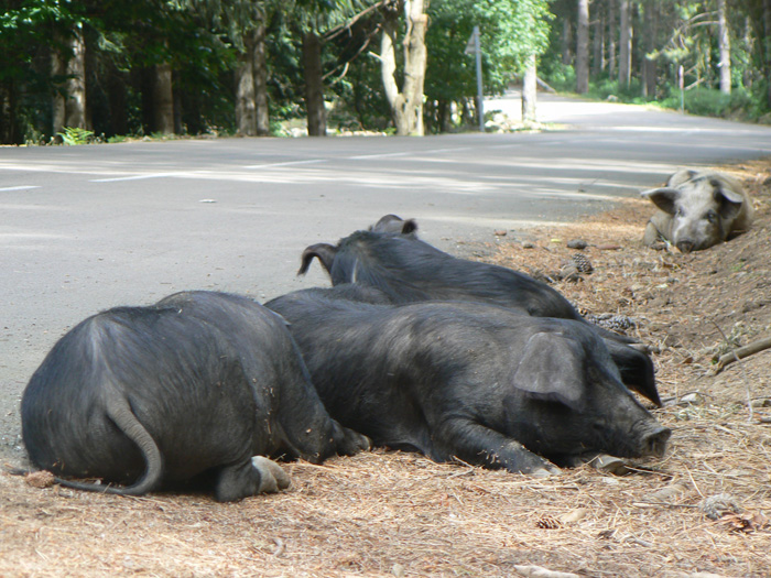 attention, sieste en bord de route !!!.jpg