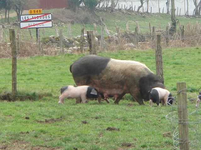 DSC05721 - Copie.JPG