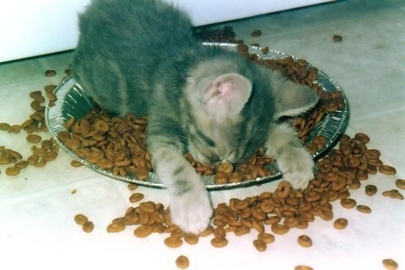 kitty%20is%20tired.jpg