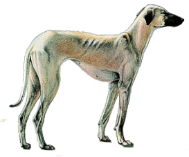 chien_levrier[1].gif