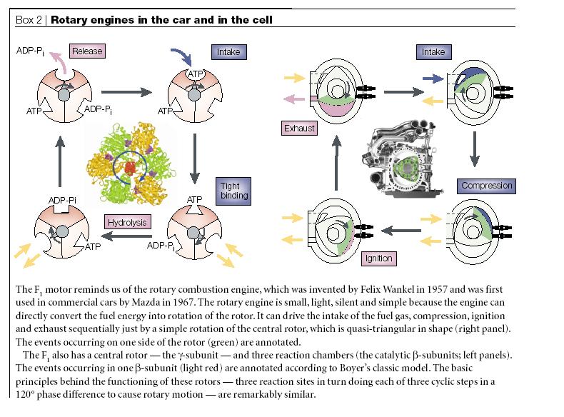 atpase.JPG