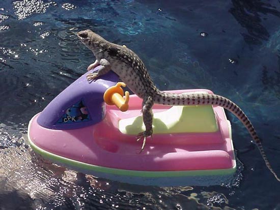 Cindy-Evans_JetSkiLizard.jpg